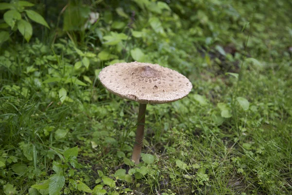 Pilz — Stockfoto