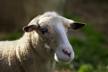 Çiftlikteki koyunlar