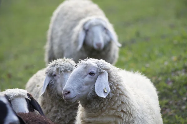 Pecore in una fattoria — Foto Stock
