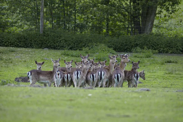 Cerf dans un zoo — Photo