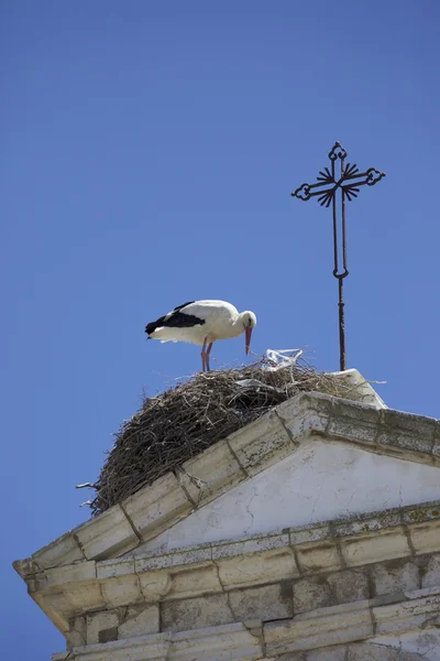 Cigüeña en un nido — Foto de Stock