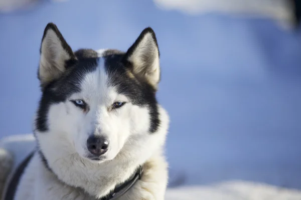 Husky en invierno —  Fotos de Stock