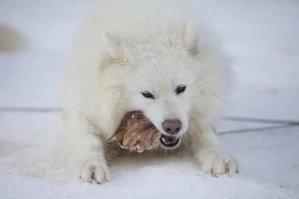 Husky en invierno —  Fotos de Stock