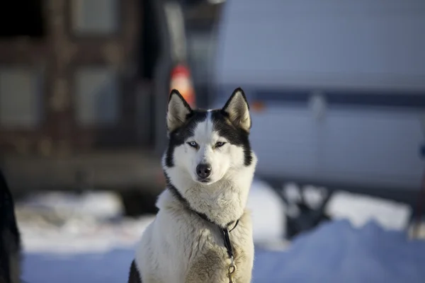 Husky no inverno — Fotografia de Stock