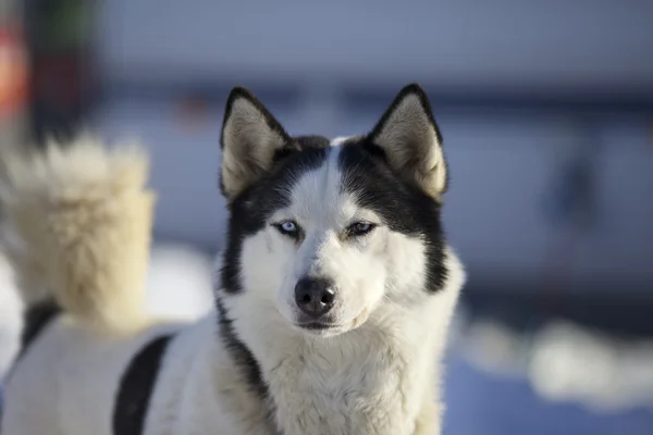 Husky in Winter — Stock Photo, Image