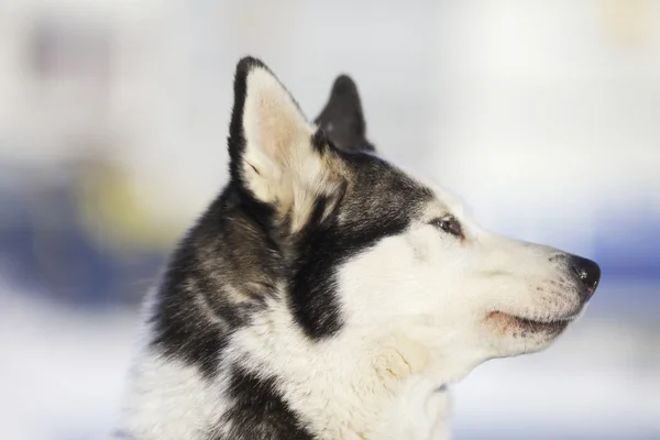 Husky in Winter outside home — Stock Photo, Image