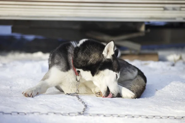 Husky in de winter buiten huis — Stockfoto