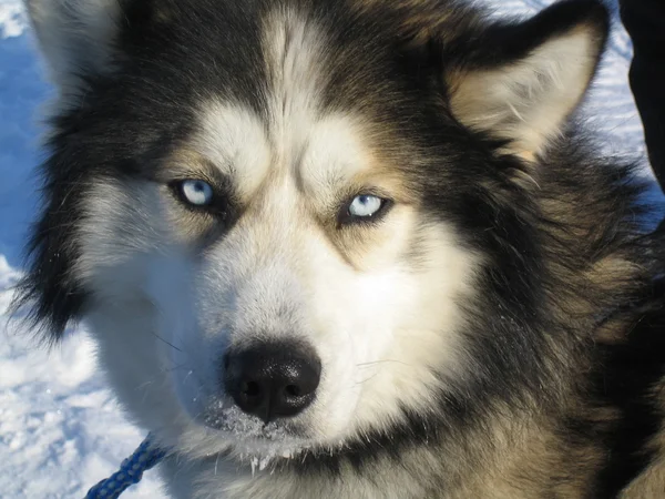 Husky lapland köpek