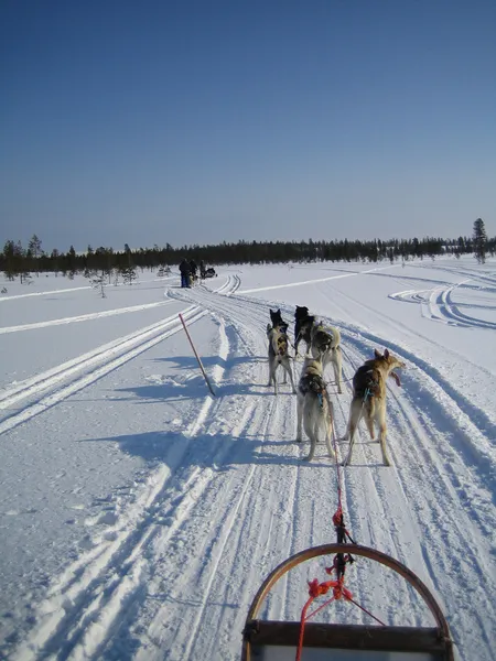 Psí spřežení v Laponsku Stock Obrázky