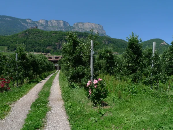 Path in a vinyard — Stock Photo, Image