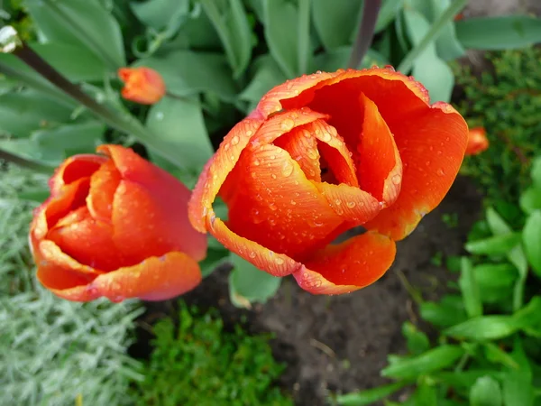 Tulipanes rojos en un jardín — Foto de Stock