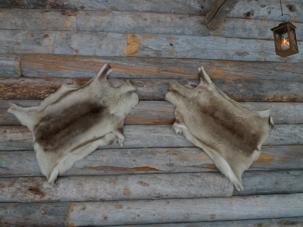 duvardaki geyik cilt