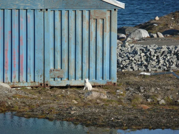 Maison et renard arctique — Photo