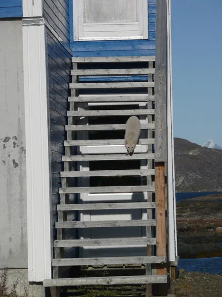 Raposa ártica em passos — Fotografia de Stock