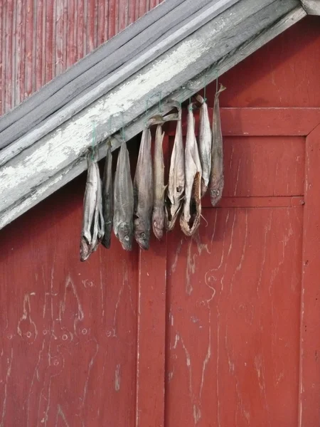 Peces secos en Groenlandia — Foto de Stock