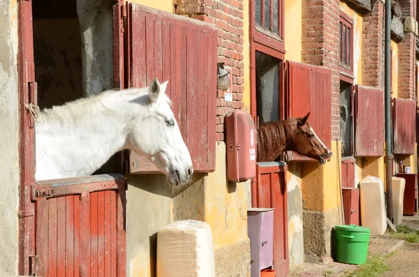 Vit häst i stallet — Stockfoto