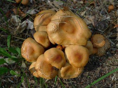 lapland içinde mantar