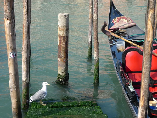 Sirály és a gondola — Stock Fotó