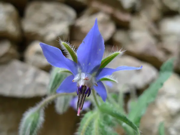 Violet flower — Stock Photo, Image