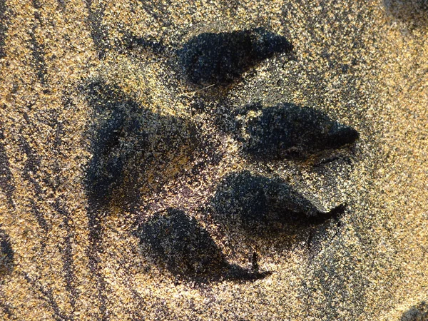 Köpek ayak izi kum — Stok fotoğraf