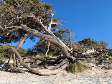 Alghero 'daki kum tepeleri, sardunya, İtalya