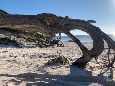 Alghero 'daki kum tepeleri, sardunya, İtalya