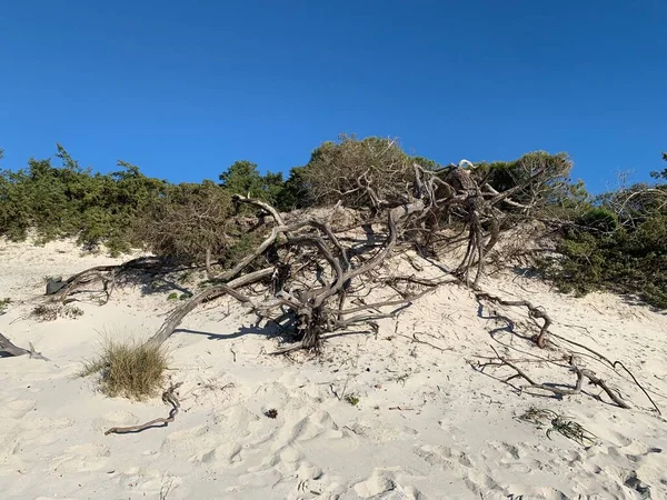 Sanddünen Alghero Sardinien Italien — Stockfoto