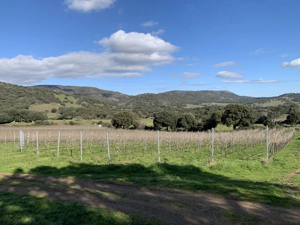 Vermentino Vineyard Winter Sardinia Italy — Stock Photo, Image