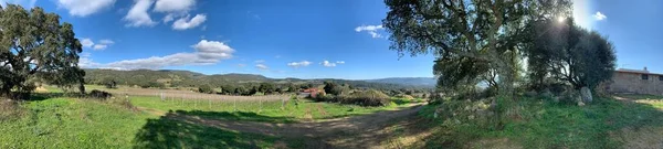 Vermentino Wijngaard Winter Sardinië Italië — Stockfoto