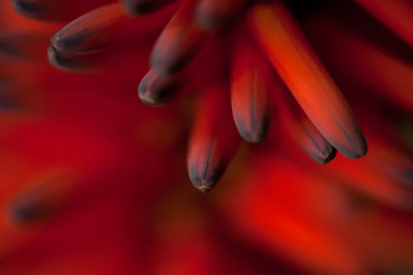 Aloe vera virág — Stock Fotó