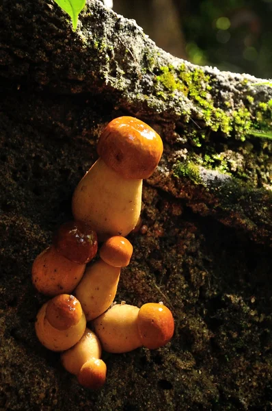 sevimli küçük yabani mantar yakın çekim veya makro