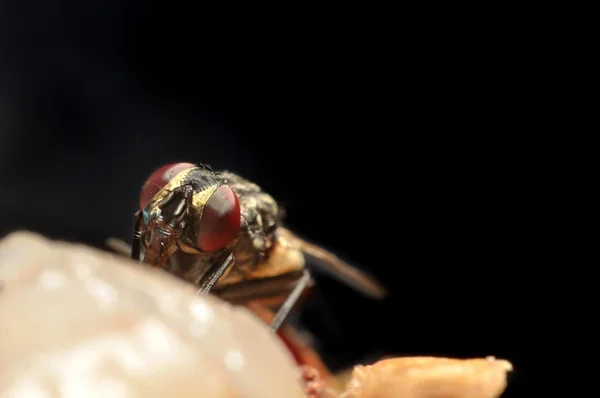 Fly close up or macro with dark background — Stock Photo, Image
