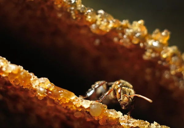 Wild honey bee nära upp eller makro Stockfoto