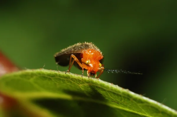 Крошечный красный жук на листовом макросе — стоковое фото