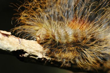 Kuru bir ağaç sopa kıllı bir tırtıl