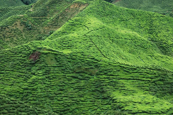 çay plantasyon, cameron highland