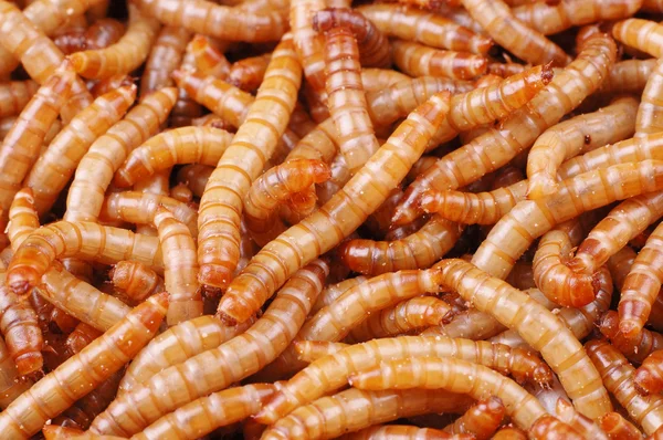 A lot of worms close up shot. — Stock Photo, Image