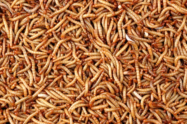 solucanlar çok yakın atış.