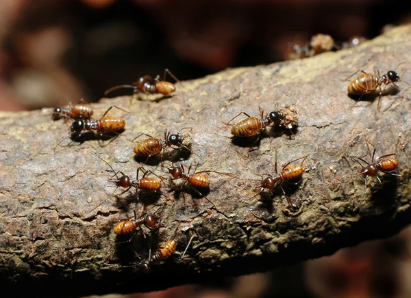 Занятые муравьи на старом дереве — стоковое фото