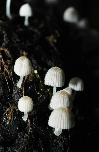 Petits champignons blancs sur une bûche de bois pourrie — Photo