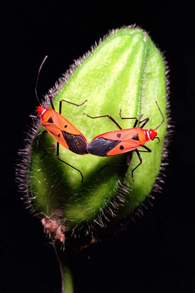 Bugs mating — Stock Photo, Image