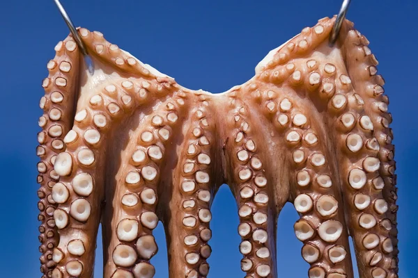 Traditioneller griechischer Oktopus, der in der Sonne am Strand von Chalkidiki trocknet Stockfoto