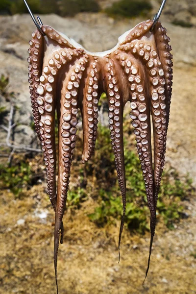 Traditional Greek octopus drying in the sun near the beach at Halkidiki — Stock Photo, Image