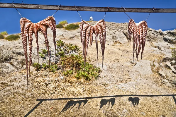halkidiki, güneşte kurutma geleneksel Yunan ahtapot