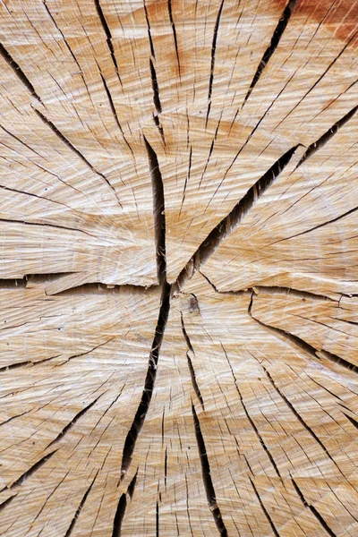Cracked tree — Stock Photo, Image