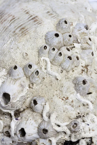 Deniz fosilleri — Stok fotoğraf
