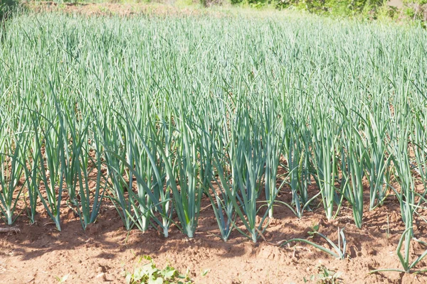 Cebollas jóvenes — Foto de Stock