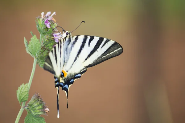 Butterfly — Stock Photo, Image