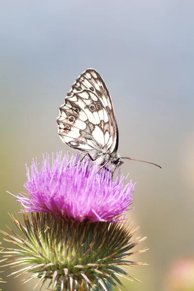 Butterfly — Stock Photo, Image