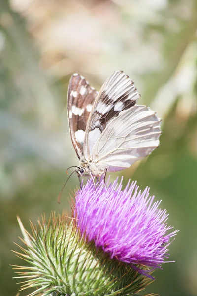 Butterfly — Stock Photo, Image